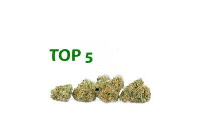 Best Sativa Strains in Scarborough. Scarborough dispensary. Legal Weed Shop Top Sativa Weed Strains. Legal weed dispensary.