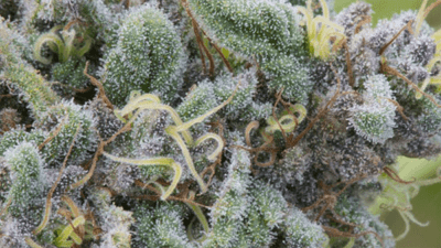 what are terpenes