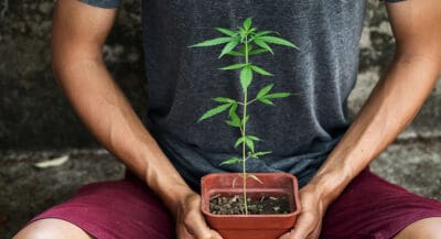 man holding a pot with marijuana cannabis indica plant. best indica strains list.