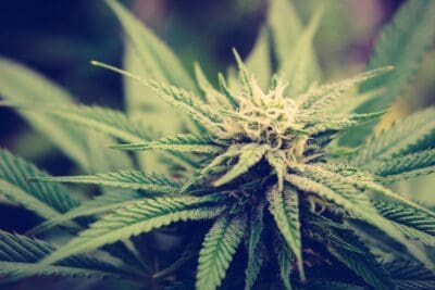 Stok'd Cannabis Niagara Falls Dispensary 5736 STANLEY AVE. NIAGARA FALLS