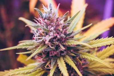 Well-Known Cannabis Strains. Stok'd Cannabis Dispensary Near Me Open Now