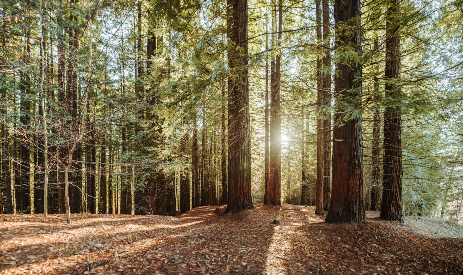 GettyImages 897664578 TREES