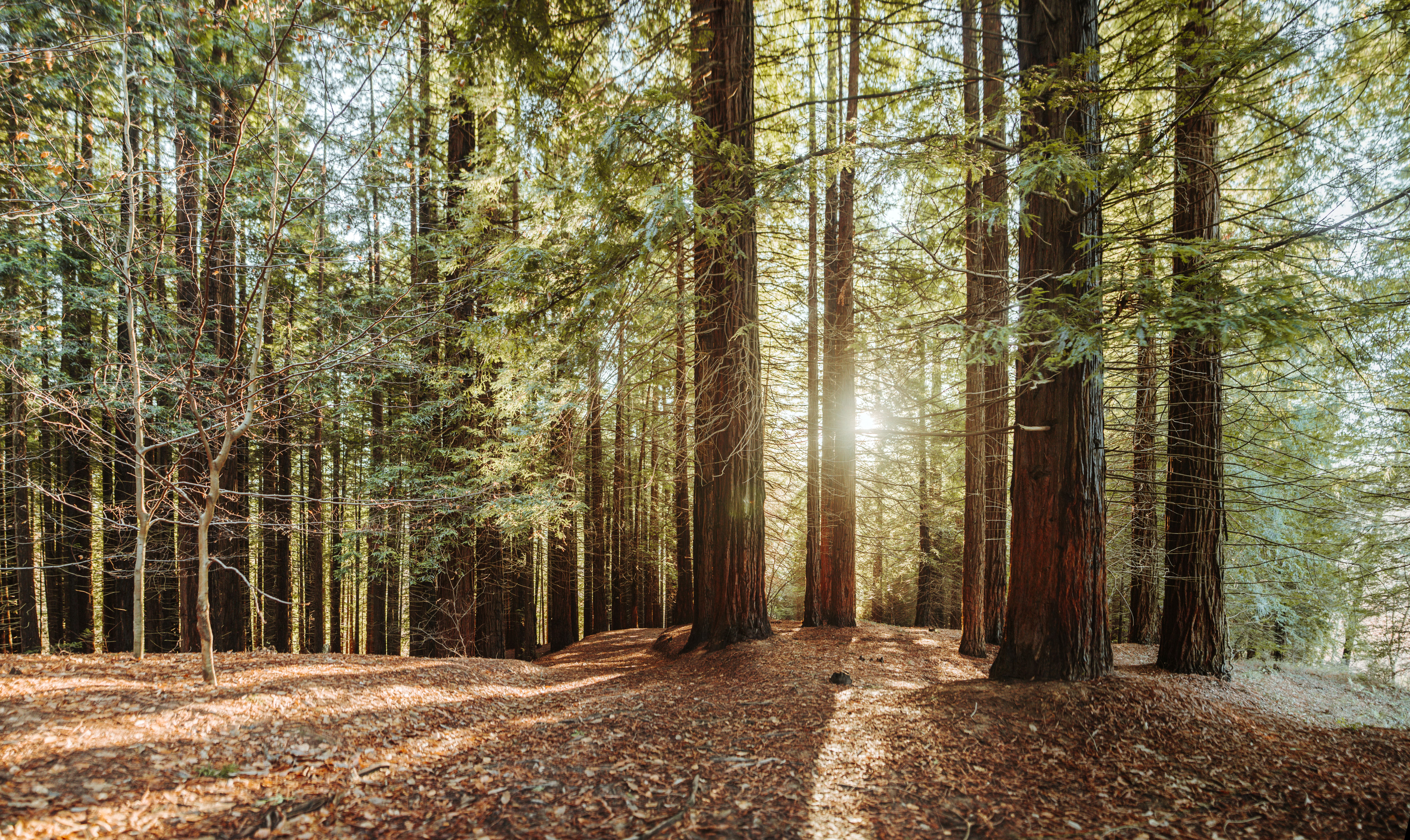 GettyImages 897664578 TREES