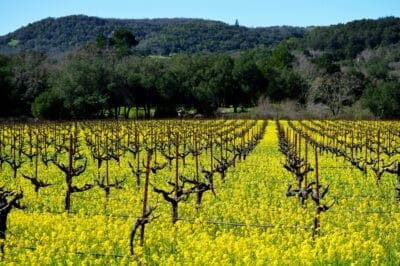 Niagara wine country vineyard