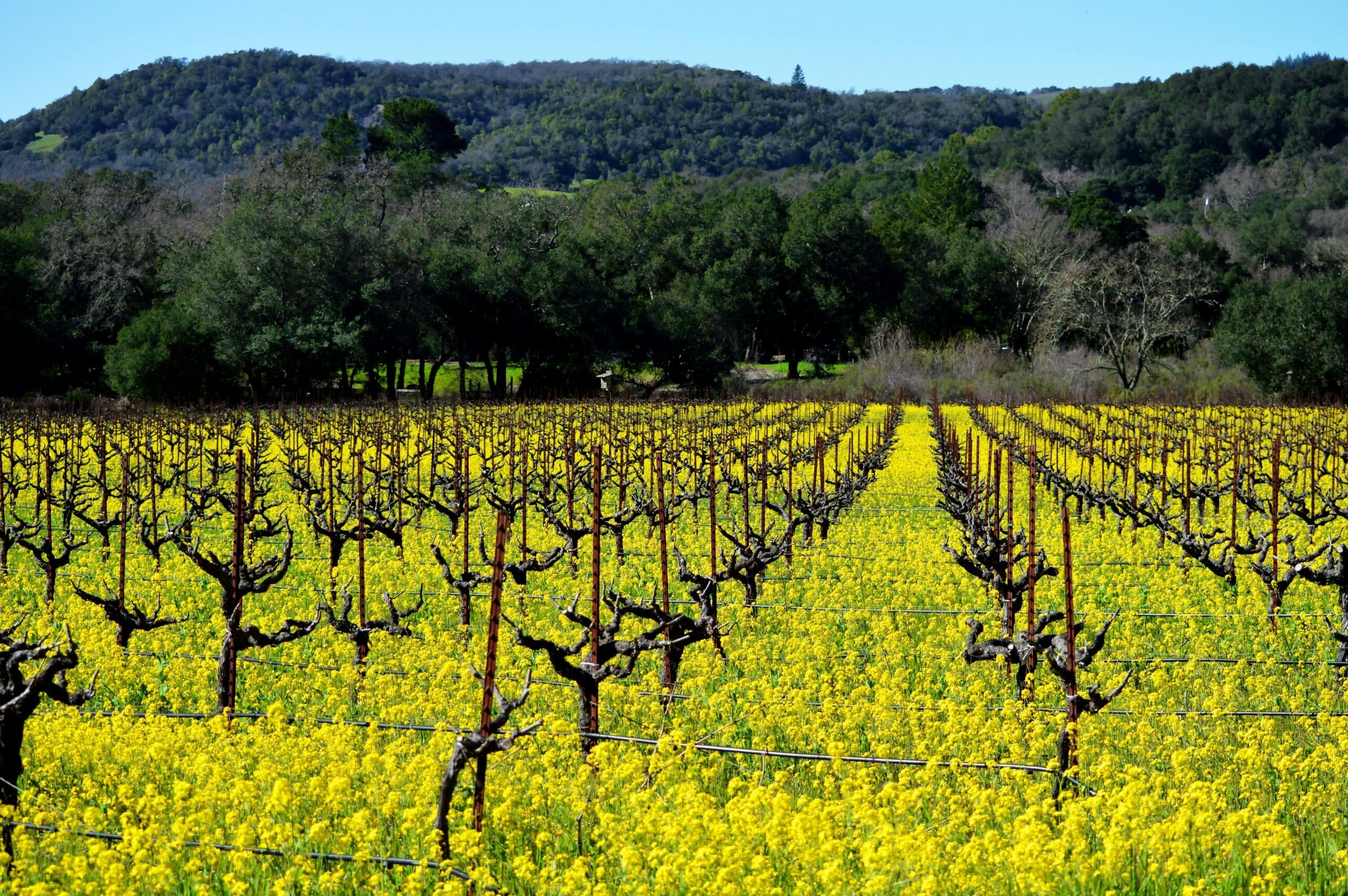 Niagara wine country vineyard